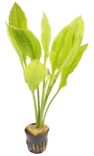 Aquaflora Echinodorus Bleherae | Zwaardplant | in 5 cm pot