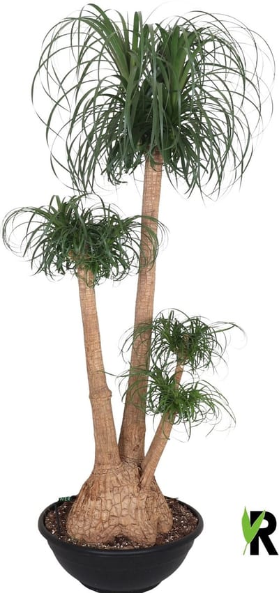 Beaucarnea Recurvata vertakt 180 cm – Kamerplant – Vers Van De Kweker – Olifantspoot – Potmaat Ø50 cm
