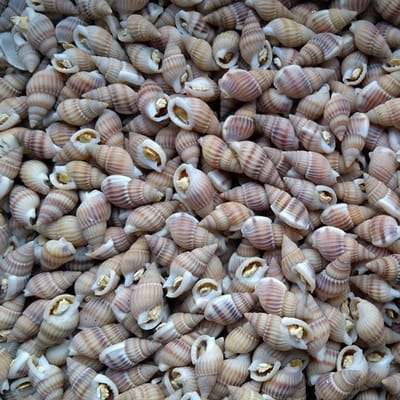 Oswalt - Slakken - 1 Liter - Visvoer voor kogelvissen - gedroogd - visvoer