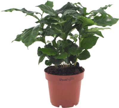 Coffea Arabica | 30cm