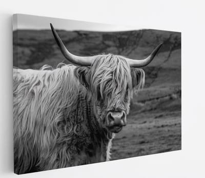 Saammp Canvas Schilderij - Schotse Hooglander Koe in de wei - Zwart-Wit - Dieren - Portret - 60x40 - Foto op canvas - Wanddecoratie - muurdecoratie Woonkamer - Slaapkamer decoratie - Canvas Print