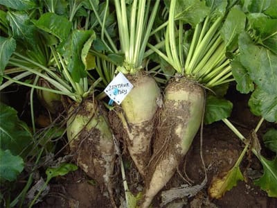 Voederbiet Zentaur Poly 250 Gram
