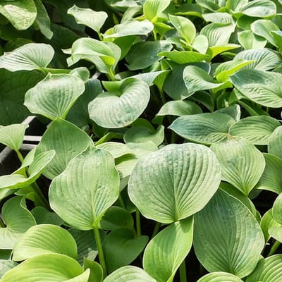6x Hosta 'Fortunei Obscura' - Hartlelie pot 9x9cm, schaduwtolerant en decoratief