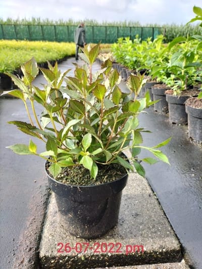 Plants Online - Tuinplanten - Heesters - Set van 1 - Weigela florida 'Nana Purpurea' - 3 liter pot - Plant 30-40 cm
