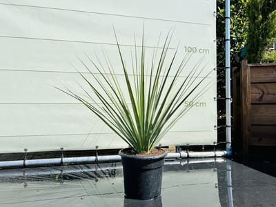 Blauw Berengras - Nolina Nelsonii - Pot ⌀ 18cm - Hoogte  100-120cm
