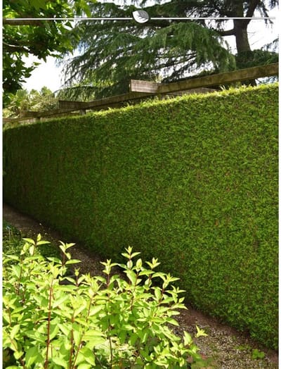 Levensboom Thuja plicata Martin 140-160 cm, 10x Haagplant