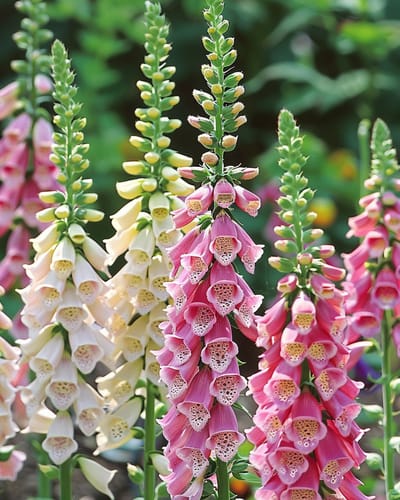2 sets - Bloemenzaden Gemengd Vingerhoedskruid Tweejarig Mix