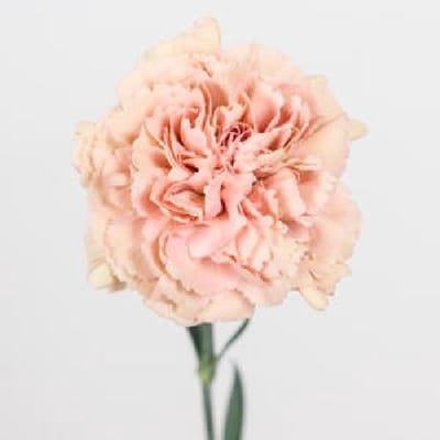 20x Dian.st.caramel 70cm
