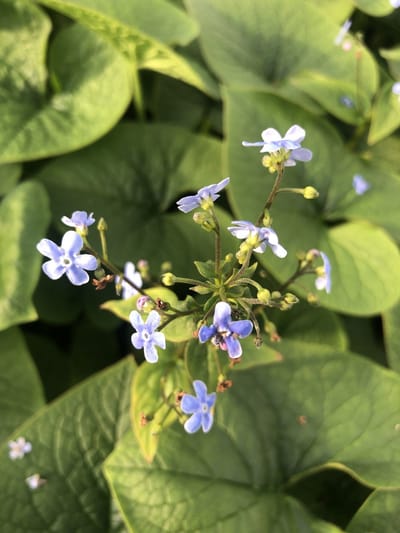6x Kaukasich vergeet-mij-nietje - Brunnera sibirica | 9x9 cm pot