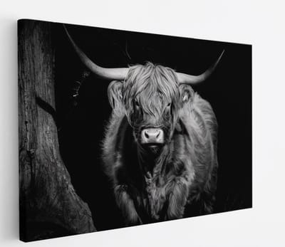 Saammp Canvas Schilderij - Schotse Hooglander Koe - Zwart-Wit - Dieren - Portret - 45x30 - Foto op canvas - Wanddecoratie - muurdecoratie Woonkamer - Slaapkamer decoratie - Canvas Print