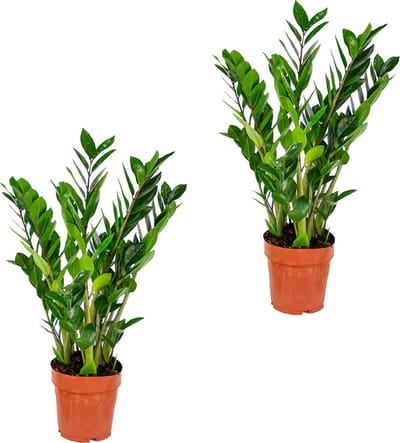 Bloomique - Set van 2 - Zamioculcas Zamiifolia - Kamerpalm - ZZ Plant - Kamerplanten - Luchtzuiverend - Zeer Gemakkelijk in onderhoud - Hoogte 50-60 cm - Pot 17 cm