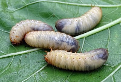 Ferrarium aaltjes tegen emelten voor 40M2 gazon - 20 miljoen aaltjes - aaltjes tegen emelten - nematoden tegen emelten - Steinernema carpocapsae