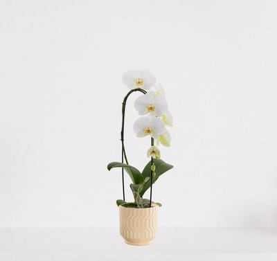 Phalaenopsis Cascade wit in sierpot Jacky vanille – bloeiende witte Orchidee – kamerplant - 50-65cm - Ø13 – grootbloemig - geleverd met plantenpot – vers uit de kwekerij