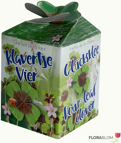 Greengift Klavertje-vier 40 stuks in showdoos - (Ook)-Voor in huis