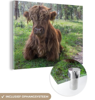 MuchoWow® Glasschilderij 160x120 cm - Schilderij acrylglas - Schotse Hooglander - Pad - Dieren - Foto op glas - Schilderijen