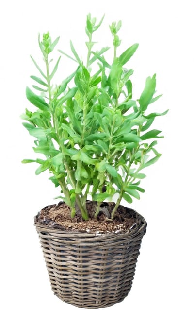 Van Der Leeden Planten of bloemen mand - rond - rotan - gevlochten riet - D25 x H22 cm - plantenmand - bloempot - bloemenmand