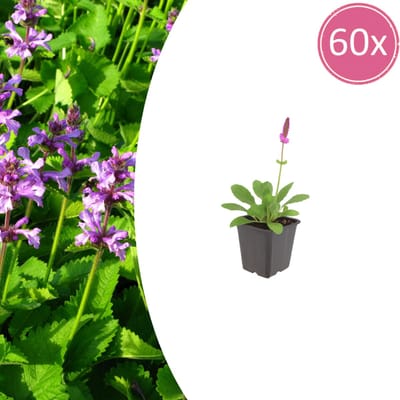 Tuinplantenshop.com | Stachys mon. 'Hummelo' | 60 stuks - Ø9cm - 10-25cm hoog - Tuinplant