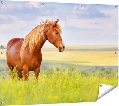 Gards Tuinposter Bruin Paard in de Wei - 120x90 cm - Tuindoek - Tuindecoratie - Wanddecoratie buiten - Tuinschilderij