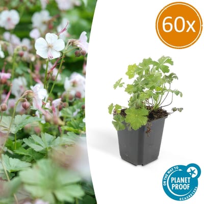Tuinplantenshop.com | Geranium cant. 'Biokovo' | 60 stuks - Ø9cm - 10-25cm hoog - Tuinplant