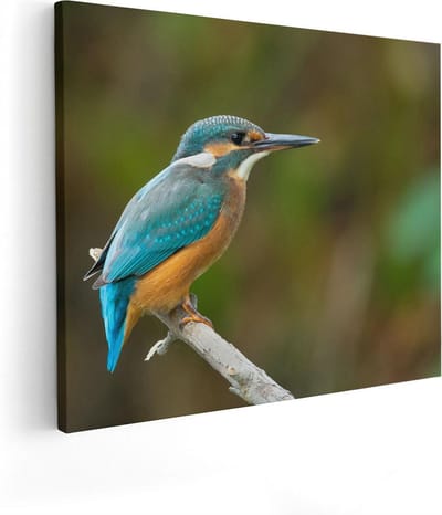 Artaza Canvas Schilderij Vogel - 50x40 cm - Wanddecoratie Dieren - Muurdecoratie IJsvogel - Kamer Accessoires