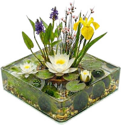 vdvelde.com - Mini vijver compleetset Wit 25-90L - 11 waterplanten incl. witte waterlelie, substraat en bacteriën - Natuurlijk filtersysteem zonder pomp - Voor helder water