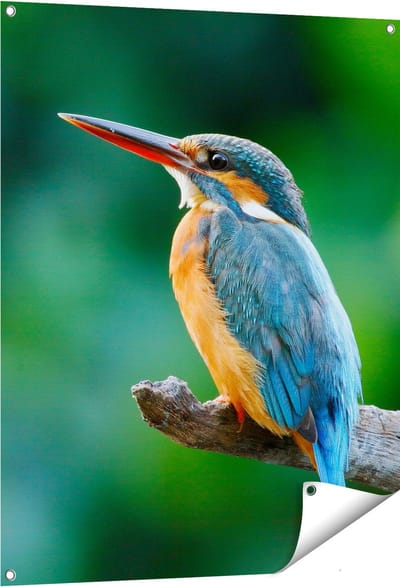Gards Tuinposter Blauw Oranje IJsvogel op een Tak - 80x100 cm - Tuindoek - Tuindecoratie - Wanddecoratie buiten - Tuinschilderij