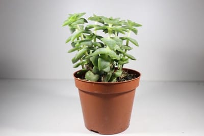 Succulux Cactussen en Vetplanten Mix - 20 Plantjes Ø 5,5 cm Pot - Kamerplanten Set - Bruiloft Decoratie