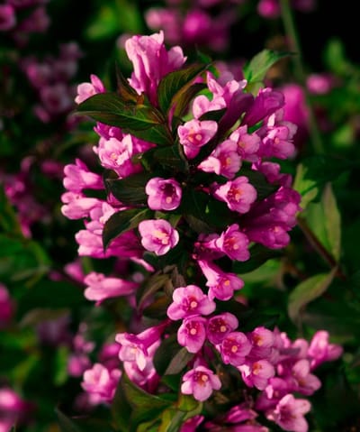 Arbustes de haie - Un ensemble 1 - Weigela florida 'Foliis Purpureis' - (5L) 40-50 cm