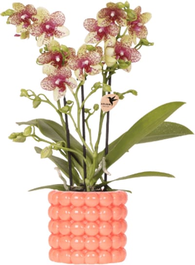 Kolibri Orchids | Oranje orchidee Grosetto met Poppy sierpot oranje– potmaat Ø9 cm – vers van de kweker
