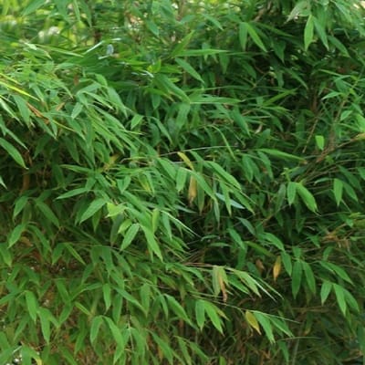 Sierbamboe / Japanse bamboe - Fargesia murieliae ‘Jumbo’ - 60-80_ C