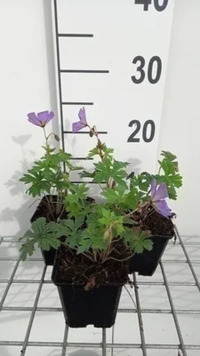 6x Ooievaarsbek - Geranium himal. 'Baby Blue' | 9x9 cm pot