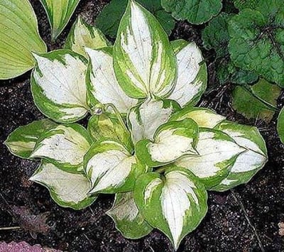 Hosta Zaden - Perennial Plant - Tuinieren Thuis - Makkelijk Groeibaar - 100 Stuks - Groen