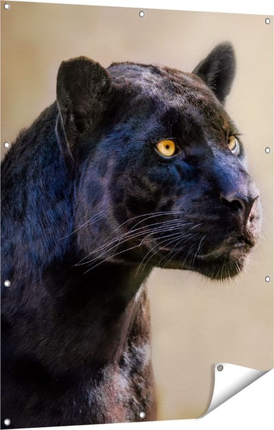 Gards Tuinposter Zwarte Panter met Oranje Ogen - 90x120 cm - Tuindoek - Tuindecoratie - Wanddecoratie buiten - Tuinschilderij