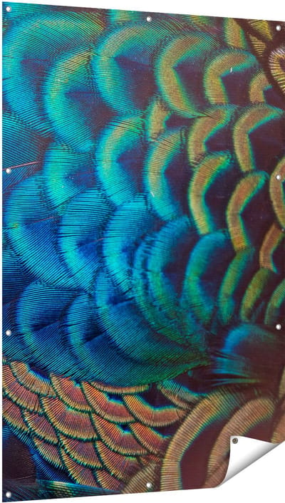 Gards Tuinposter Kleurrijke Pauw Veren van Dichtbij - 100x150 cm - Tuindoek - Tuindecoratie - Wanddecoratie buiten - Tuinschilderij