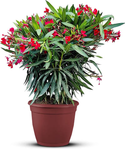 Rode Oleander - hoogte 80-100 cm