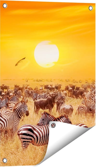 Gards Tuinposter Kudde Zebra's bij een Oranje Zonsondergang - 40x60 cm - Tuindoek - Tuindecoratie - Wanddecoratie buiten - Tuinschilderij