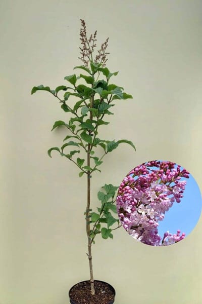 Jonge Hongaarse Sering Boom | Syringa josikaea | 100-150cm hoogte