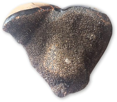 Septarie wild hart nr.06