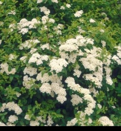 Spiraea jap. 'Albiflora' - Spierstruik , Japanse Spirea 25- 30 cm in pot