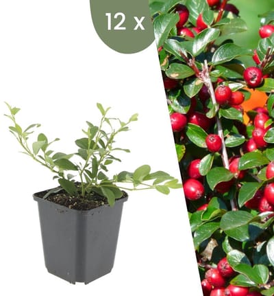 Plants by Frank | 12 Dwergmispel Planten | Cotoneaster dammeri | Winterharde bodembedekker planten | tuinplanten | Winterharde vaste planten meerjarig | Winterharde tuinplanten
