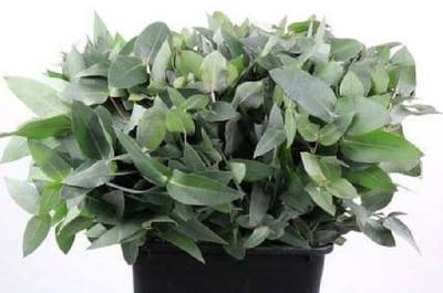 5x Sg eucalyptus robusta potlood 50cm