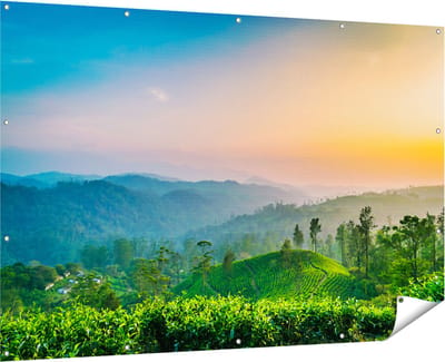 Gards Tuinposter Zonsondergang op een Thee Plantage - 180x120 cm - Tuindoek - Tuindecoratie - Wanddecoratie buiten - Tuinschilderij