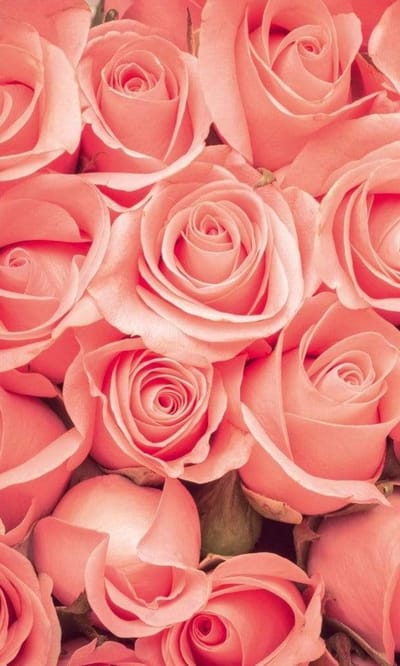 Fotobehang - Roses 150x250cm - Vliesbehang