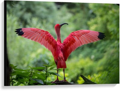 Canvas  - Roze Tropische Vogel  - 100x75cm Foto op Canvas Schilderij (Wanddecoratie op Canvas)