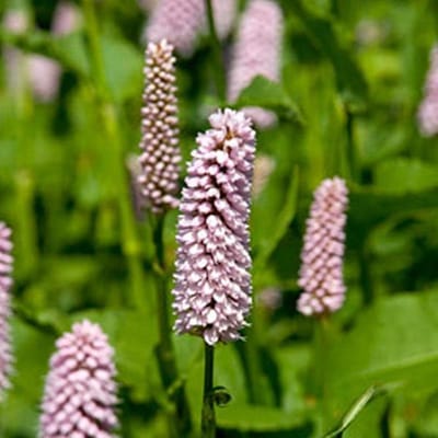 6 x Persicaria Bistorta 'Superba' - Adderwortel pot 9x9cm - Rijke bloei, vochtige grond, insectenvriendelijk