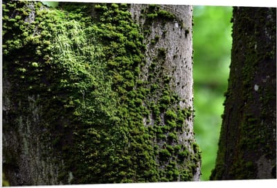Forex - Mos op Boom - 120x80cm Foto op Forex