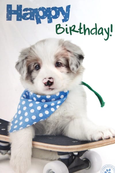 Luxe Wenskaart Verjaardag - Hartelijk Gefeliciteerd - By Myrna - Hond Puppy - 14,5x21cm - Dubbele Kaart - Met Envelop - Luxe Wens Kaart - Greeting Card - 1 Stuks - In Folie Verpakt - Birthday - Geburtstag - Anniversaire - Gratis Verzonden