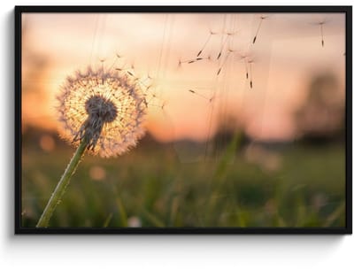Poster in lijst - Fotolijst 120x80 cm - Posters - Paardenbloem - Zonsondergang - Veld - Posterlijst zwart - Decoratie - Wanddecoratie woonkamer - Muurdecoratie slaapkamer