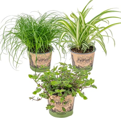 Bloomique - Set van 3 - Huisdiervriendelijk Mix - Cyperus - Chlorophytum - Callisia - Kamerplant - 15-25 cm - Pot 12 cm - Hoogte 15-25 cm