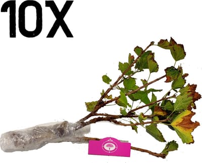 Ribes rubrum 'Blanka' witte aalbes, wortelgoed, 10 stuks